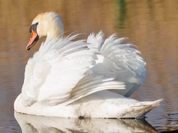 Höckerschwan
